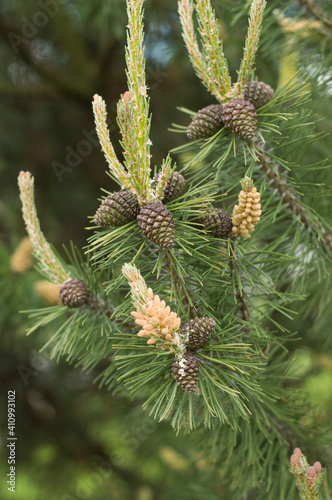 Cones on a pine branch in the forest