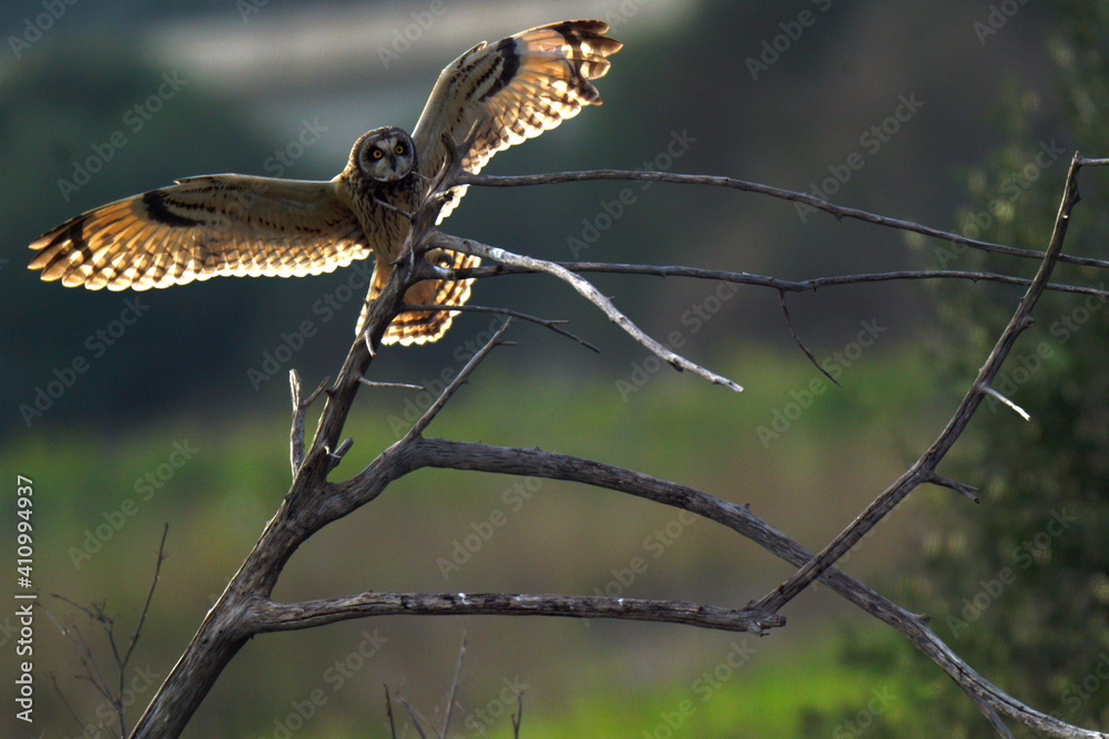 Obraz premium Short-eared Owl