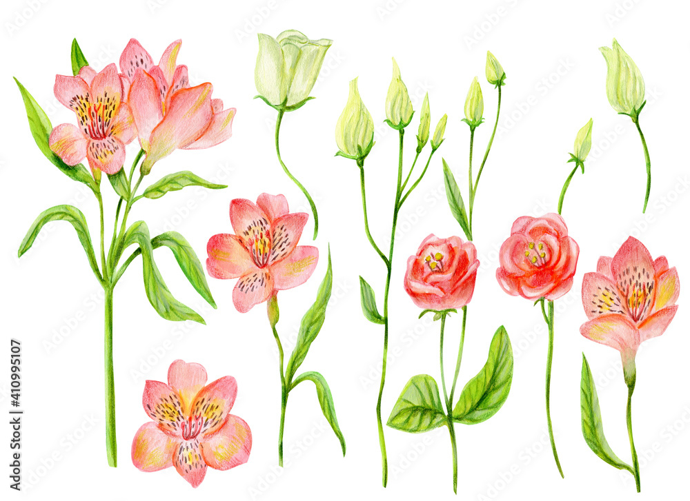 Set of isolated watercolor elements with  pink alstroemeria and buds and green leaves