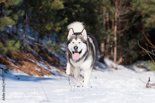 Alaskan Malamute dog in winter forest