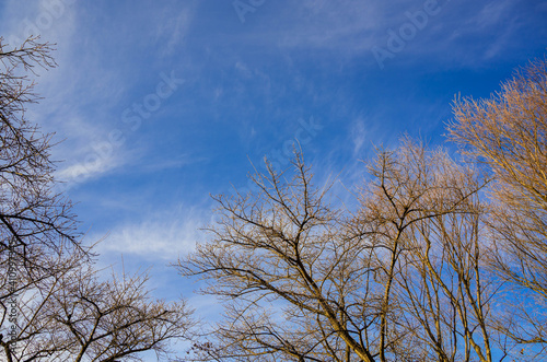 芽が膨らんできた早春の桜の木