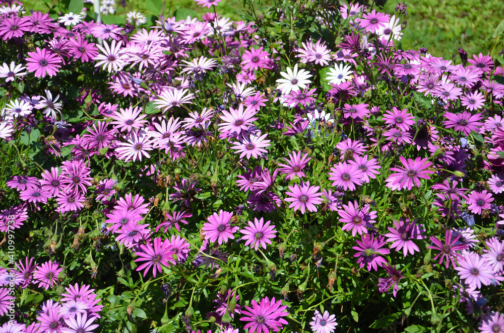 Obraz premium Pink and purple flowers found in the garden. Numerous pink flowers Side by Side.