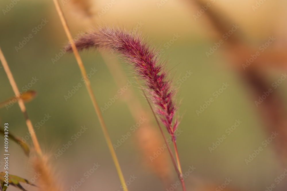 Obraz premium One red pennisetum
