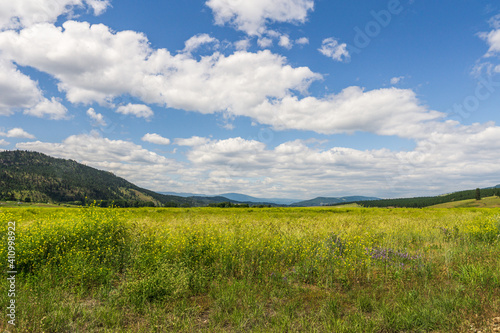 Meadow with wild herbs and blue sky with white clouds.