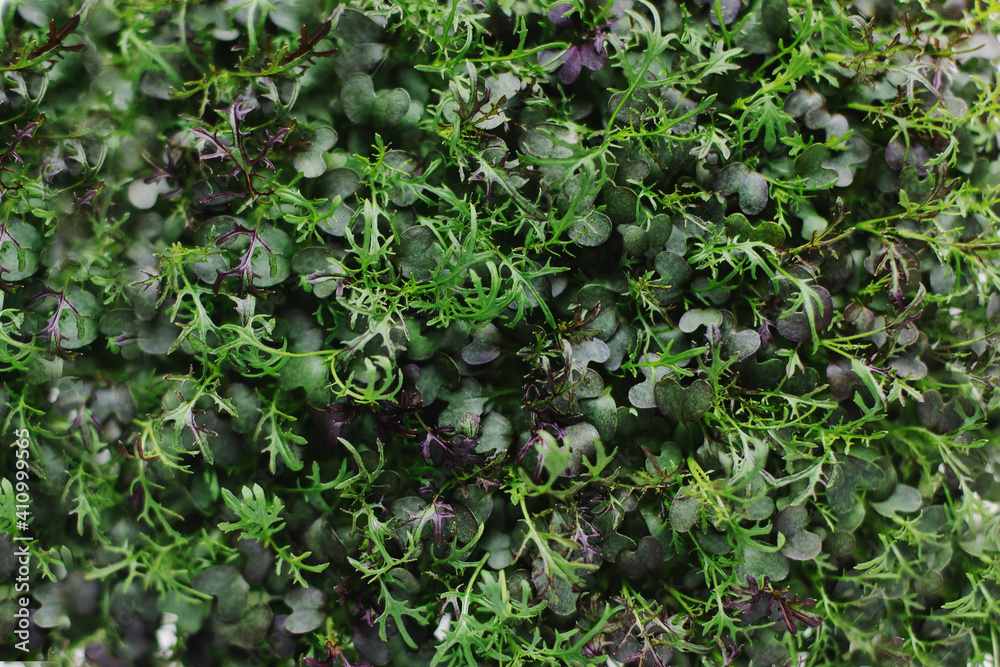 young sprouts of Mizuna cabbage in a tray top view. Growing microgreens on a home farm. Micro greens are a popular trend in healthy eating. Vegan eco bio diet superfood rich in vitamins. weight loss young sprouts of Mizuna cabbage in a tray top view. Growing microgreens on a home farm. Micro greens are a popular trend in healthy eating. Vegan eco bio diet superfood rich in vitamins. weight loss