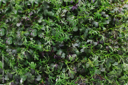 young sprouts of Mizuna cabbage in a tray top view. Growing microgreens on a home farm. Micro greens are a popular trend in healthy eating. Vegan eco bio diet superfood rich in vitamins. weight loss