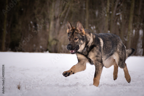 German Shepherd Dog is running in snow. he is so happy outside. Dogs in snow is nice view