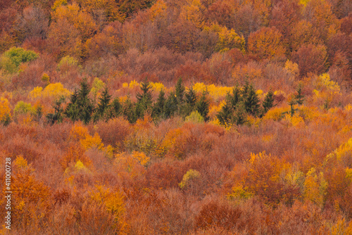 Beautiful autumnal landscape in the forest.