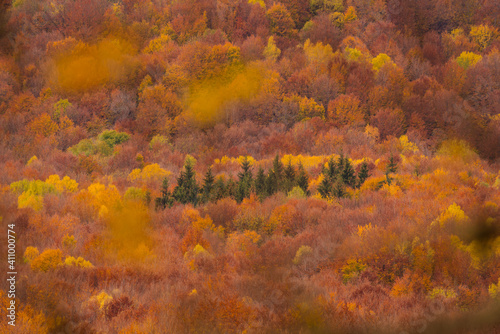 Beautiful autumnal landscape in the forest.