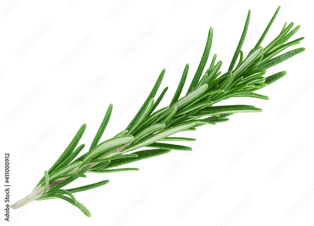 Rosemary twig isolated on white background   