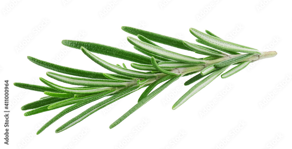 Rosemary twig isolated on white background   