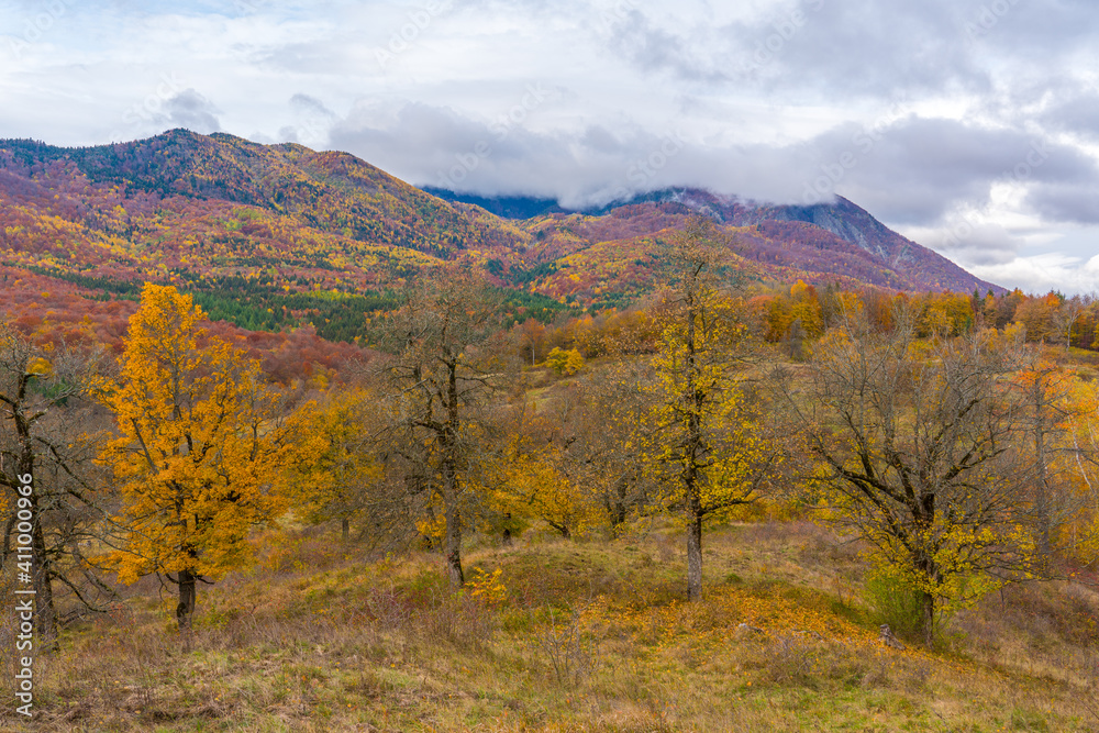 Beautiful autumnal landscape in the forest.