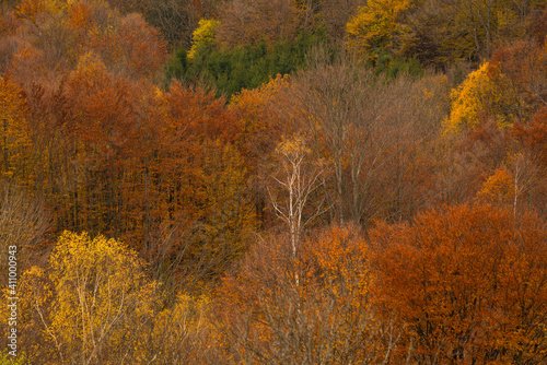 Beautiful autumnal landscape in the forest.
