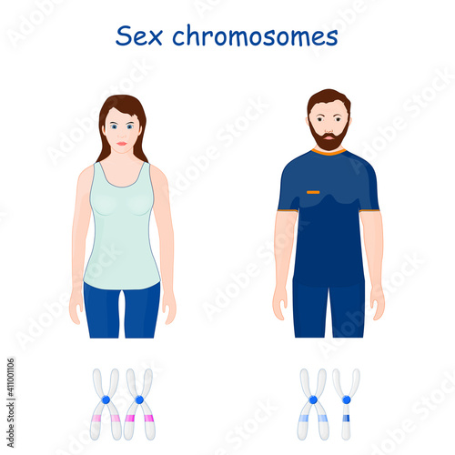 Sex chromosomes (X and Y chromosome)