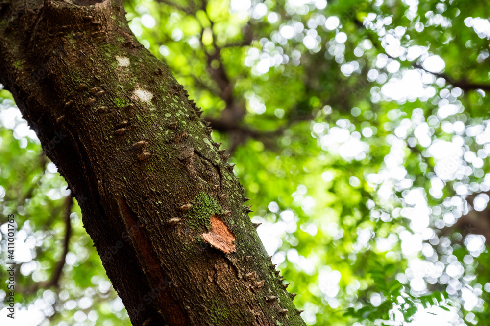 tree in the forest