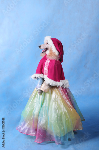 Dog in dress and winter hat on blue background