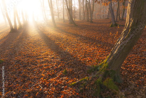 Magical atmosphere at sunrise in Hoia Baciu forest