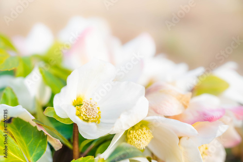 露地のクリスマスローズの花