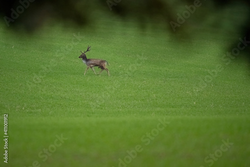 Dominant fallow deer male in the wild