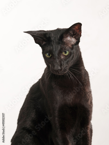 schwarze orientalisch kurzhaar katze als portrait, studiofoto mit weißem hintergrund
