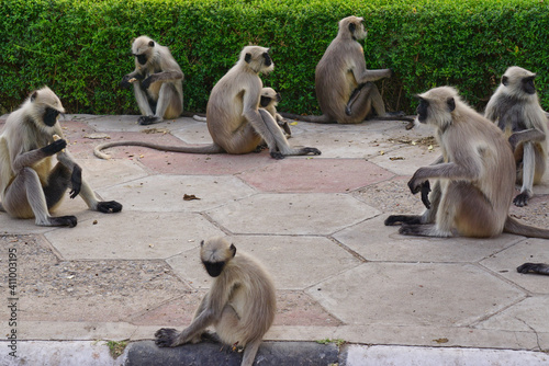 Eight wild monkeys sitting in a public park in Jodhpur, India © Svetlaili