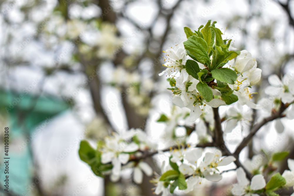 apple blossoms in early spring apple blossoms in early spring