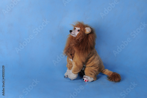 Dog poodle in lion costume