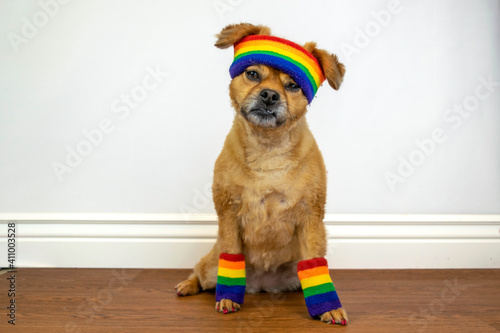 Cute dog wearing rainbow headband