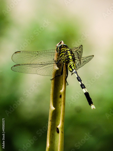 Dragonfly on a leaf © drajai