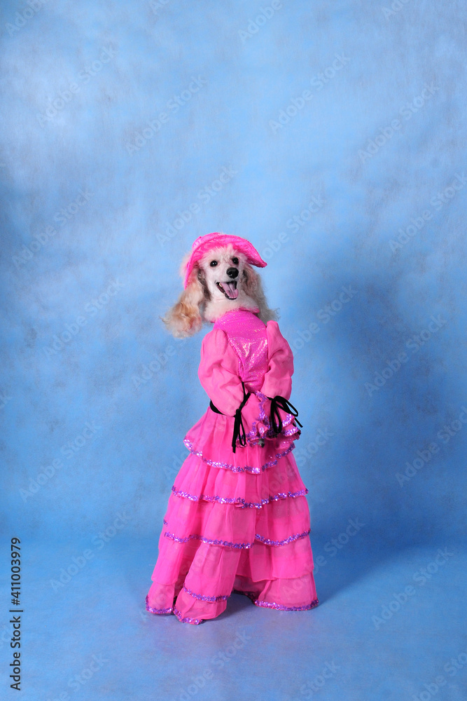 Dog in pink dress and hat on blue background