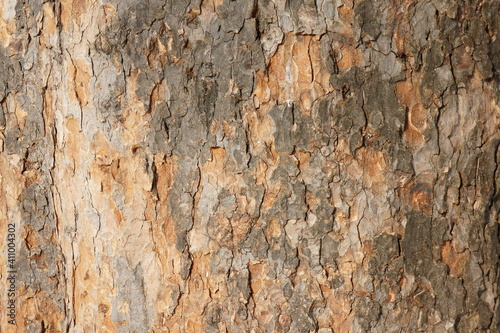 tree bark close up. bark of an old giant tree. tree bark textures, patterns and background
