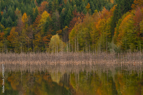 Natural lake with dead trees in the morning