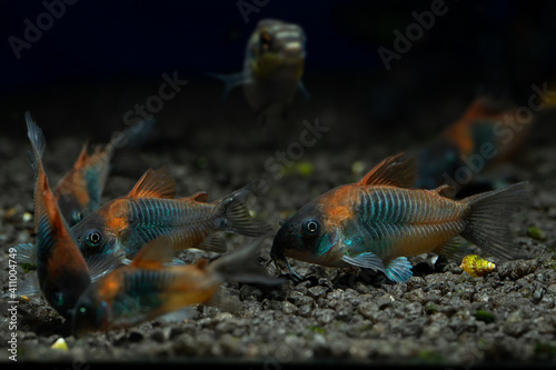 fish in aquarium, Corydoras Venezuelas Orange photo