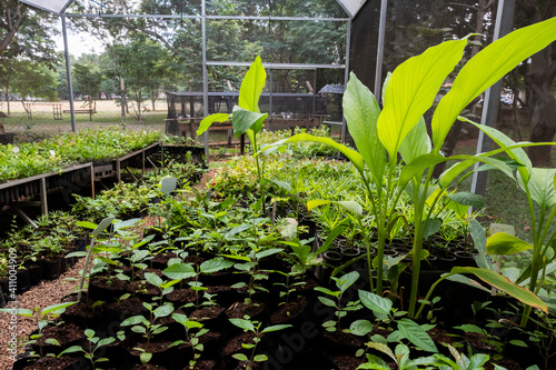 plants in a greenhouse