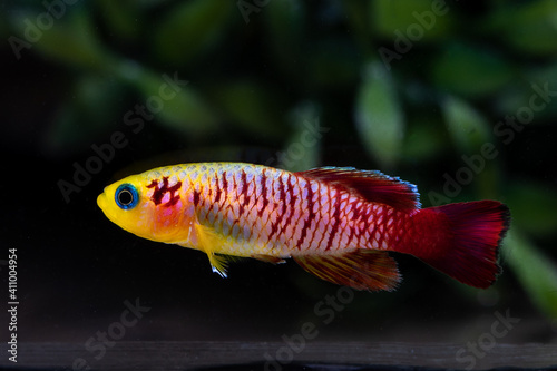 red and yellow fish, Aphyosemion Guenther gold photo