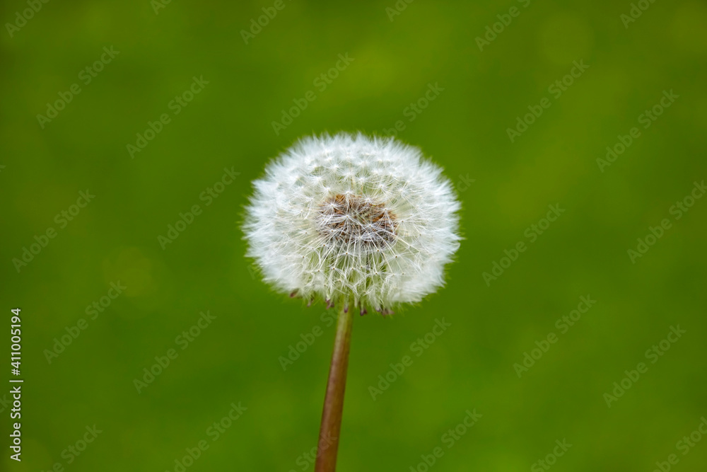 Beautiful close up of a dandelion in spring. Beautiful close up of a dandelion in spring.