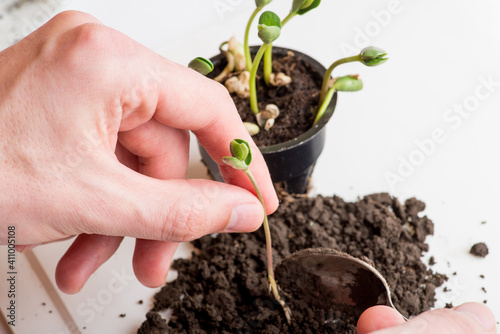 Germination of soybean sprouts in the ground. White man's hands transplant plants