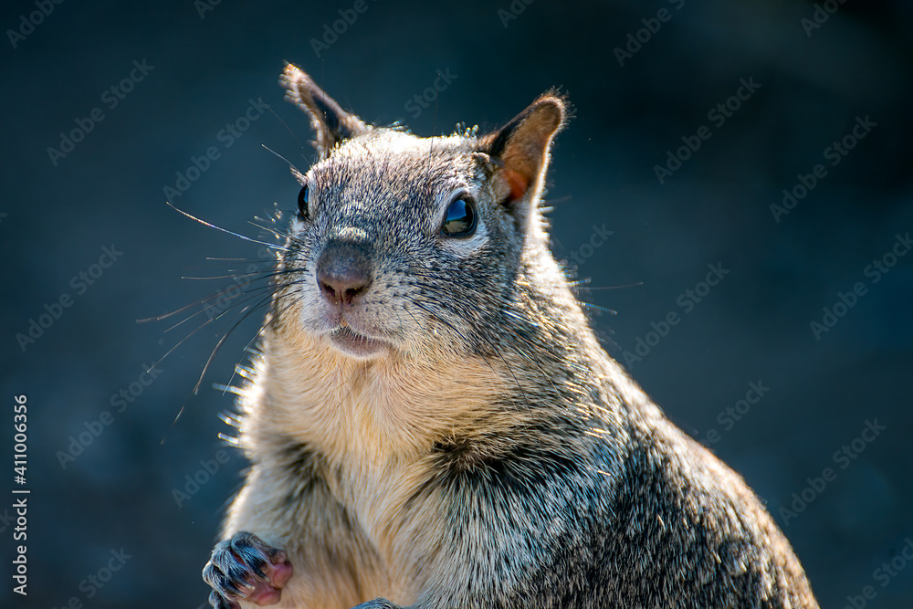 Fototapeta premium Closeup of cute California squirrel, looking at camera.