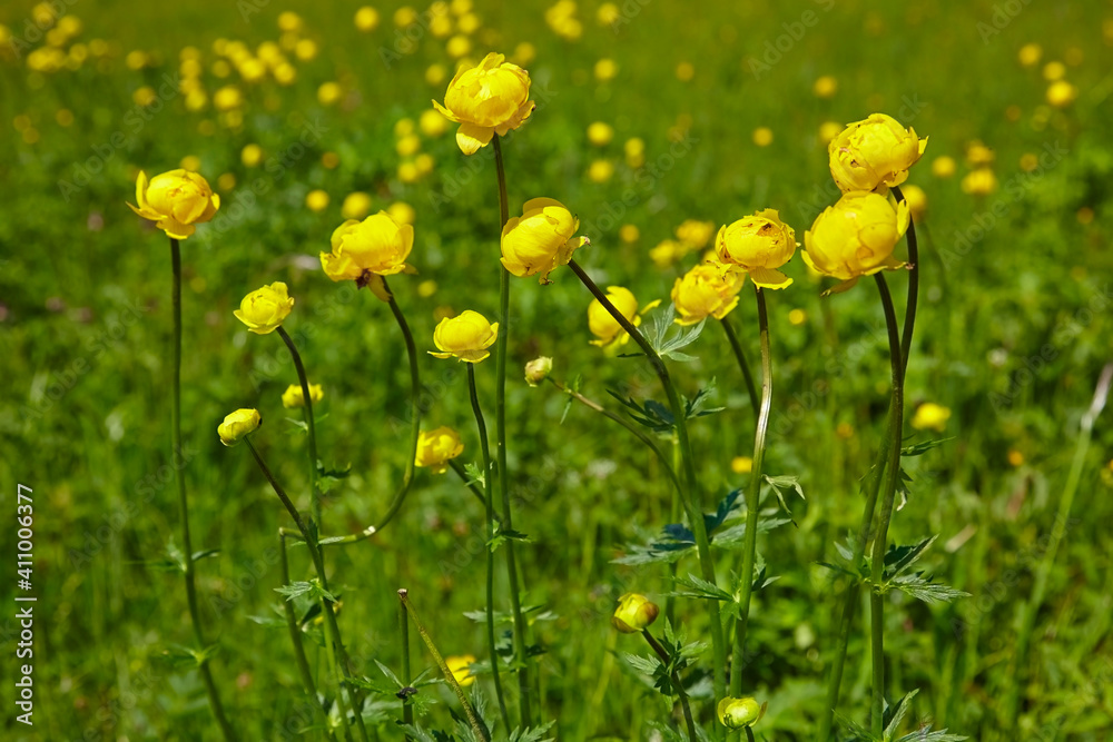Beautiful close-up of Globe Flowers in a flower meadow in springtime, (Trollius europaeus). Beautiful close-up of Globe Flowers in a flower meadow in springtime, (Trollius europaeus).