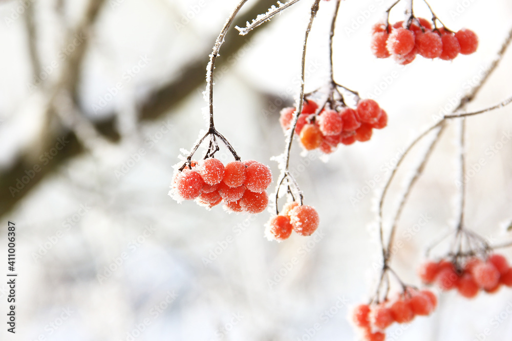 Winter frozen viburnum under the snow. Viburnum in the snow. Red berries. Wonderful winter. Hoarfrost