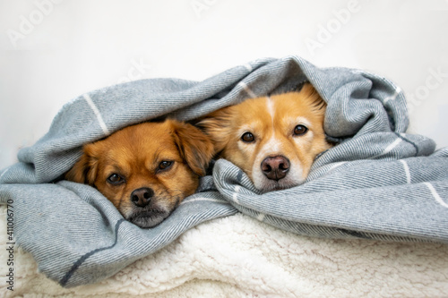 Two cute dogs lying down wrapped in grey blanket