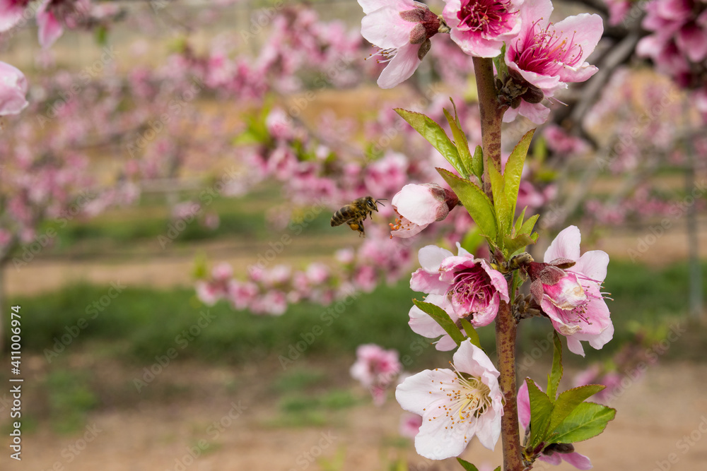 Fototapeta premium Abeja sobre volando las flores de nectarina en el mes de febrero 