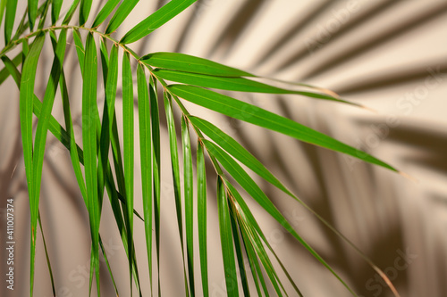 The leaf of tropical palm
