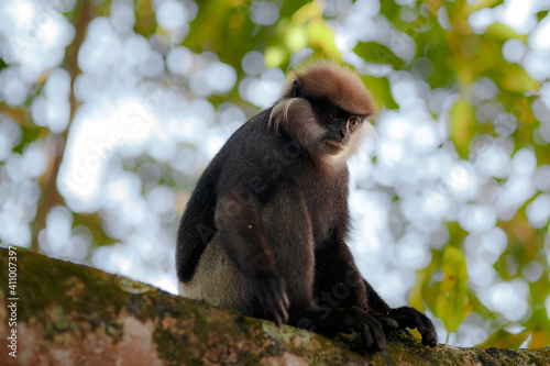 Sitting monkey on the tree