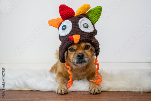 Cute dog wearing turkey knit hat