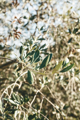 Close up of branches and leaves of an olive tree.