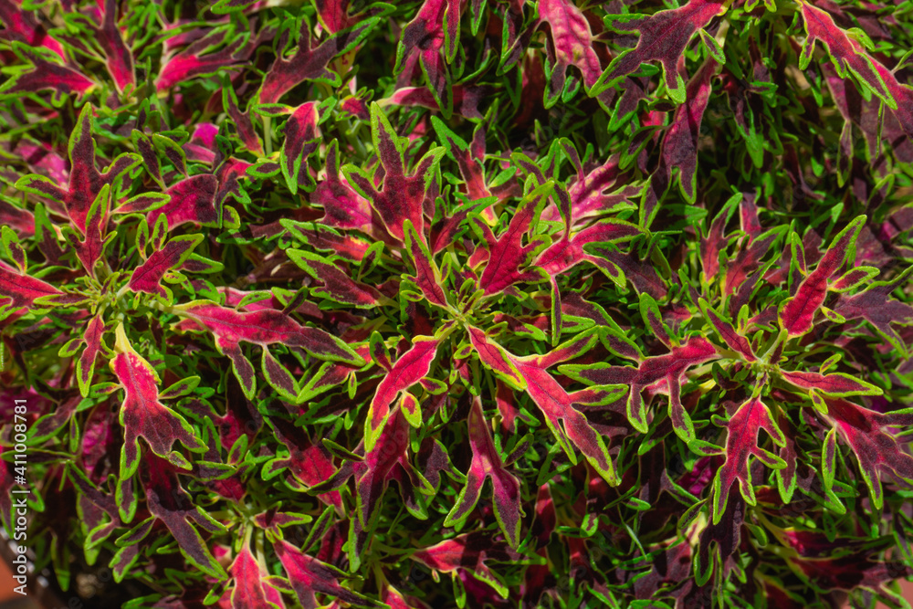 Coleus (Coleus scutellarioides FlameThrower) with colorful leaves. Colorful coleus