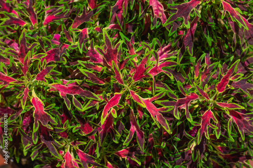 Coleus (Coleus scutellarioides FlameThrower) with colorful leaves. Colorful coleus