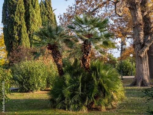 Beautiful multi-stemmed palm tree Chamaerops humilis, European fan or Mediterranean dwarf palm tree in landscape park of city of Sochi. Close-up. Sunset. Sunny December day. photo