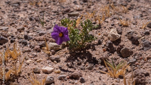 A purple flower in the desert